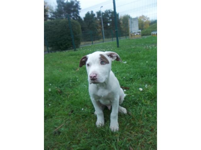 Photo chiots american staffordhire terrier image 4/6