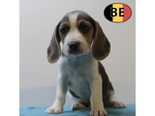 Photo Chiots Beagle à vendre, également bleus image 4/5