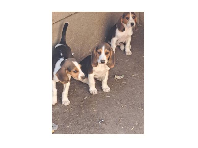 Photo chiots beagle disponible image 4/4