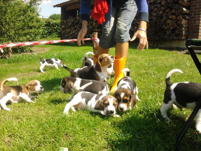 Photo chiots beagle pure race élevés en famille image 4/6