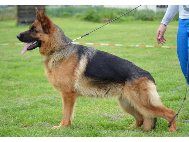 Photo Chiots berger allemand image 4/6