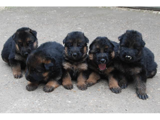 Photo Chiots berger allemand image 4/6