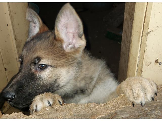Photo Chiots berger allemand femelles gris loup image 4/4