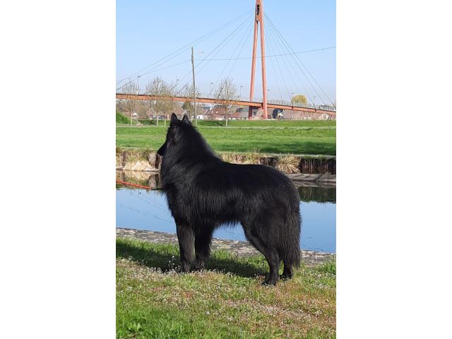Photo Chiots berger belge groenendael image 4/6