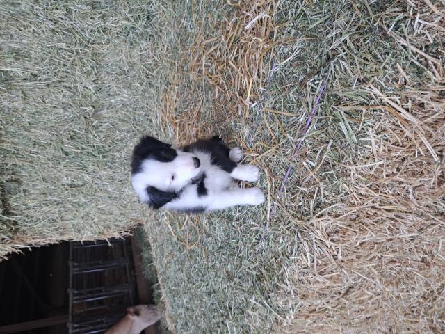 Photo Chiots Border Collie à vendre image 4/6