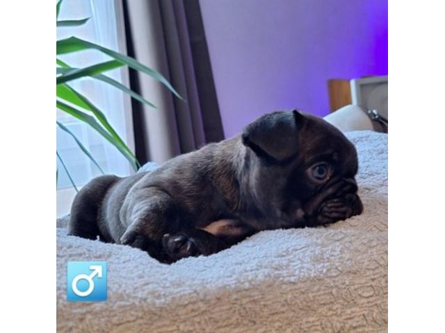Photo Chiots bouldogue francais exotiques image 4/4