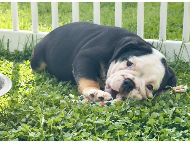 Photo Chiots Bouledogue Anglais image 4/4