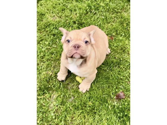 Photo Chiots Bouledogue Français image 4/6