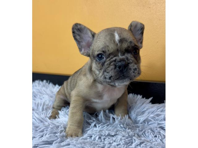 Photo Chiots Bouledogue Français image 4/4