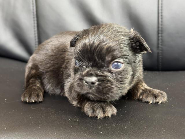 Photo Chiots Bouledogue Français fluffy disponible image 4/4