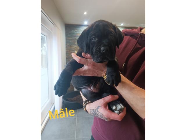 Photo Chiots Cane Corso image 4/6