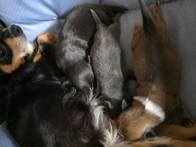 Photo Chiots chihuahua image 4/6