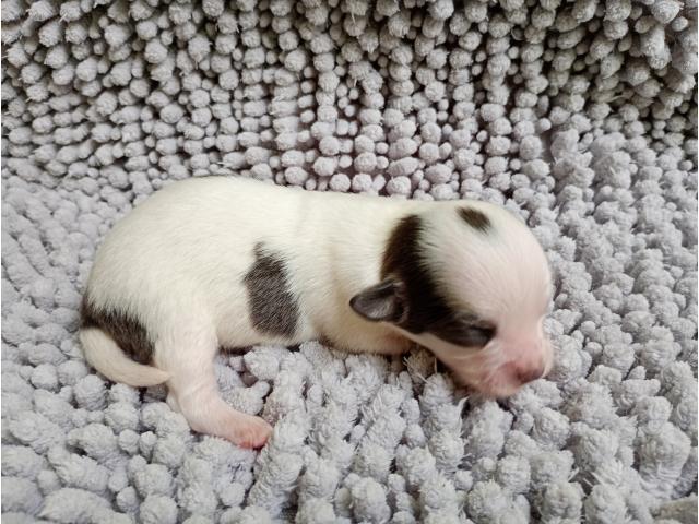 Photo Chiots chihuahua poils longs image 4/6