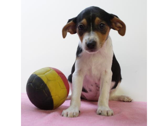 Photo Chiots Fox Belge – vifs, intelligents et pleins de caractère image 4/6
