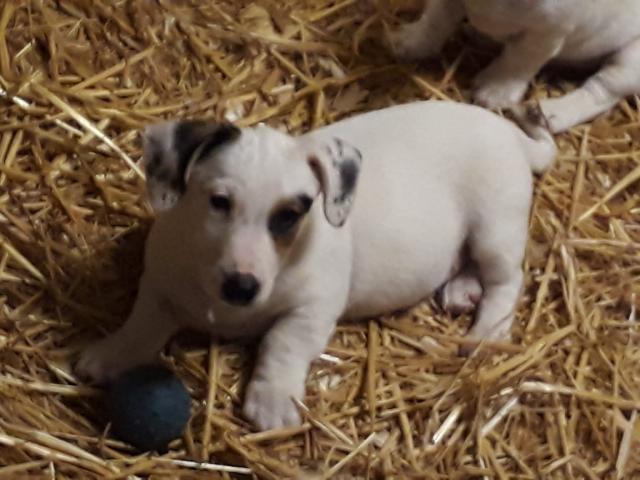 Photo chiots jack russell image 4/5