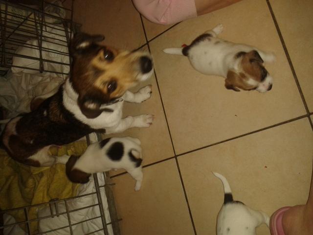 Photo chiots Jack Russell image 4/4