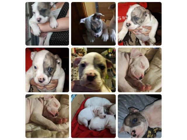 Photo Chiots mâles bouledogue américain image 4/5