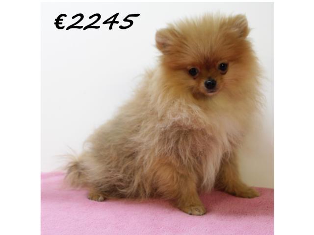 Photo Chiots Poméranien à vendre image 4/6