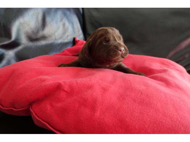 Photo Chiots "Labrador Retriever" chocolat. image 4/5
