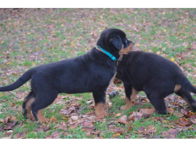 Photo Chiots rottweiler image 4/5