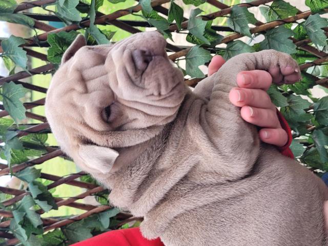 Photo Chiots shar -peïs image 4/5