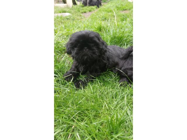 Photo Chiots shih tzu image 4/4