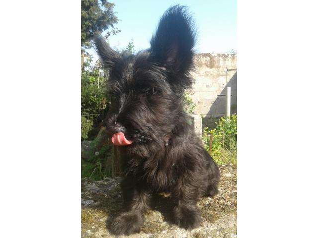 Photo Chiots skye terrier image 4/4