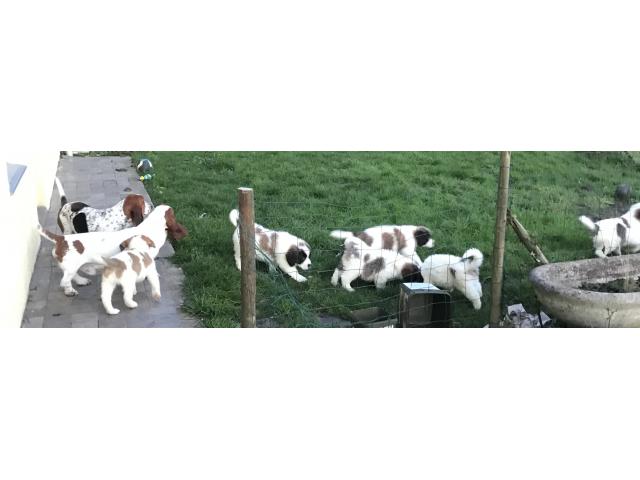 Photo chiots st bernard image 4/6