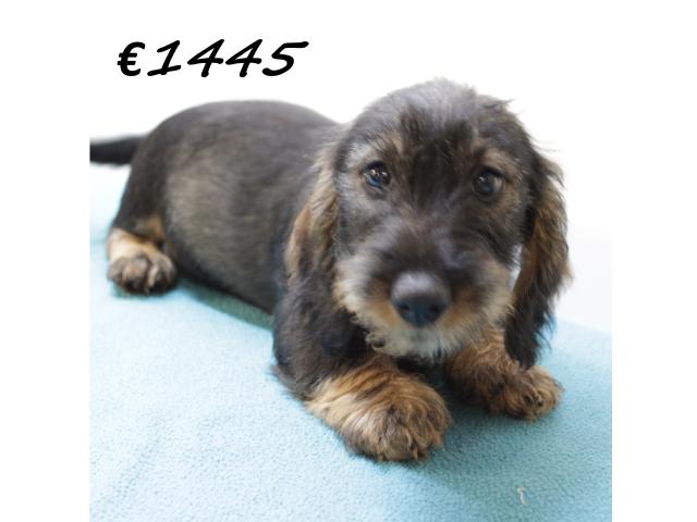 Photo Chiots teckel à poil dur à vendre image 4/6