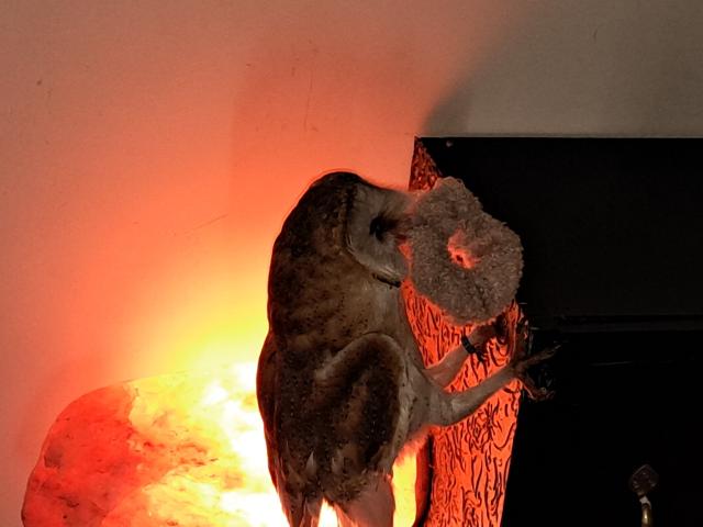 Photo Chouette effraie EAM (rapace) image 4/6