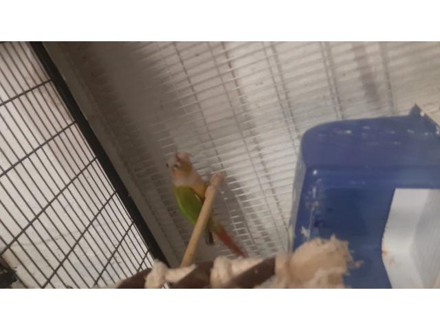 Photo Conure molinea image 4/4