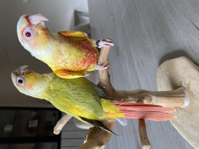 Photo CONURE PYRRHURA APPRIVOISÉ EAM image 4/6