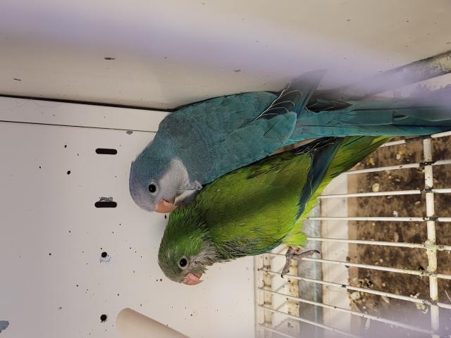 Photo conure veuve image 4/4