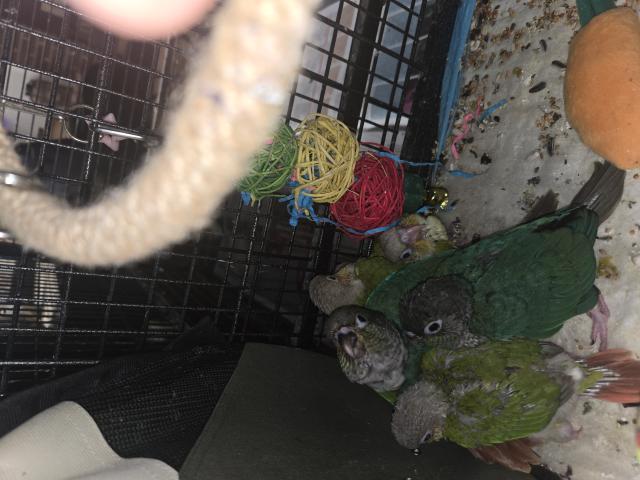 Photo Conures EAM image 4/4