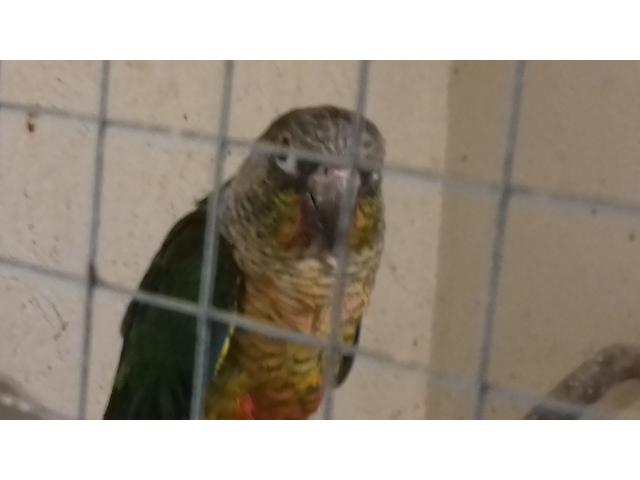 Photo Conures molina image 4/5