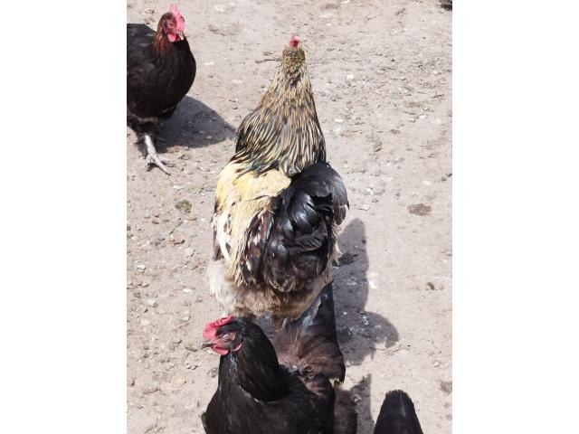 Photo Coq image 4/6
