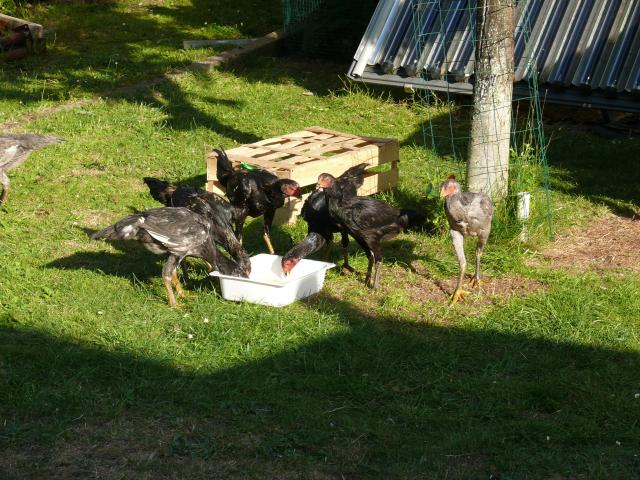 Photo Coq Aseel à adopter image 4/4