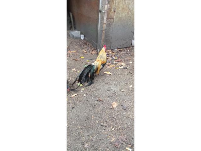 Photo Coq et poule rasse phoenix image 4/4