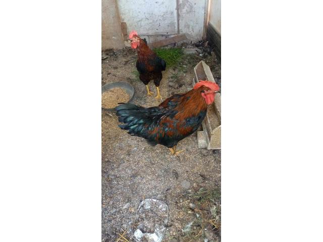 Photo Coq race Harko image 4/5