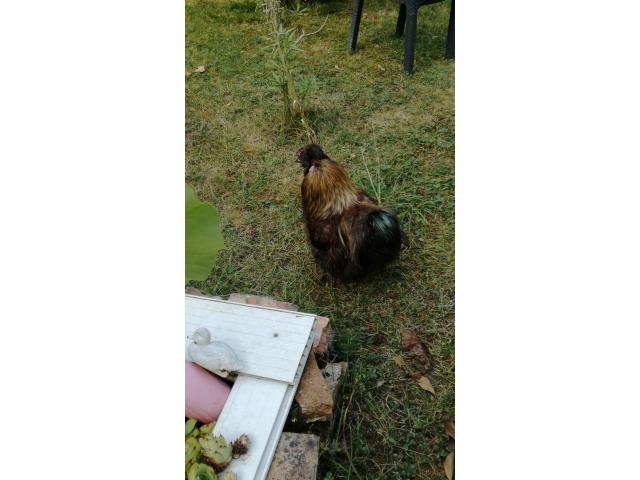 Photo Coq soie image 4/4