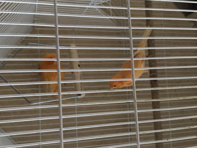 Photo Couple canaris orange reproducteurs image 4/4