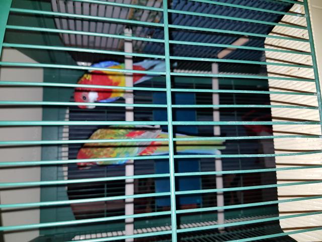 Photo couple d omnicolors  avec leur cage image 4/4