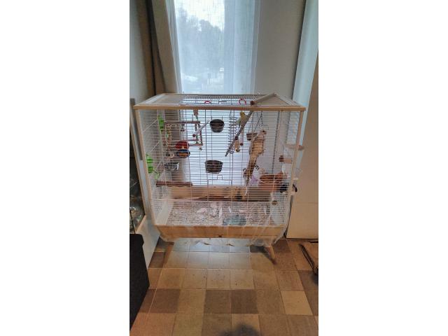 Photo Couple de Calopsittes apprivoisés + cage et accessoires image 4/5