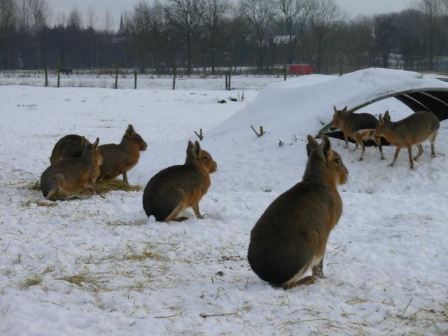 Photo couple mara ( lièvre de Patagonie ) image 4/4