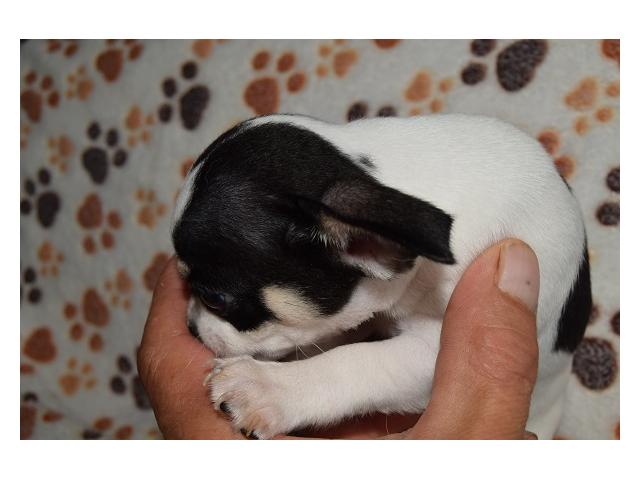 Photo Dernier petit chihuahua poil court pedigree LOSH (FCI) image 4/6