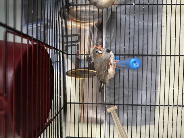 Photo Diamants mandarins gris et isabelles image 4/4