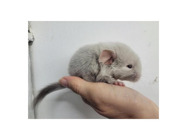 Photo Duo bébé chinchilla chocolat homozygote elevage familial serieux image 4/5