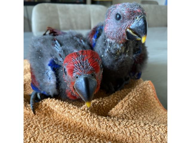 Photo ECLECTUS APPRIVOISER EAM 2025 image 4/6
