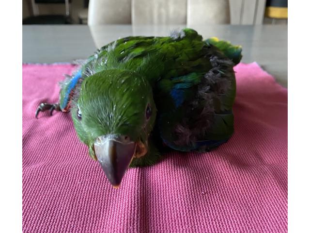 Photo Ecletus Apprivoiser Eam image 4/6