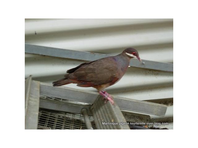 Photo Elevage pigeon colombe et tourterelle image 4/4